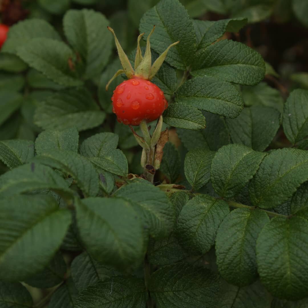 Шиповник Королевский сорт