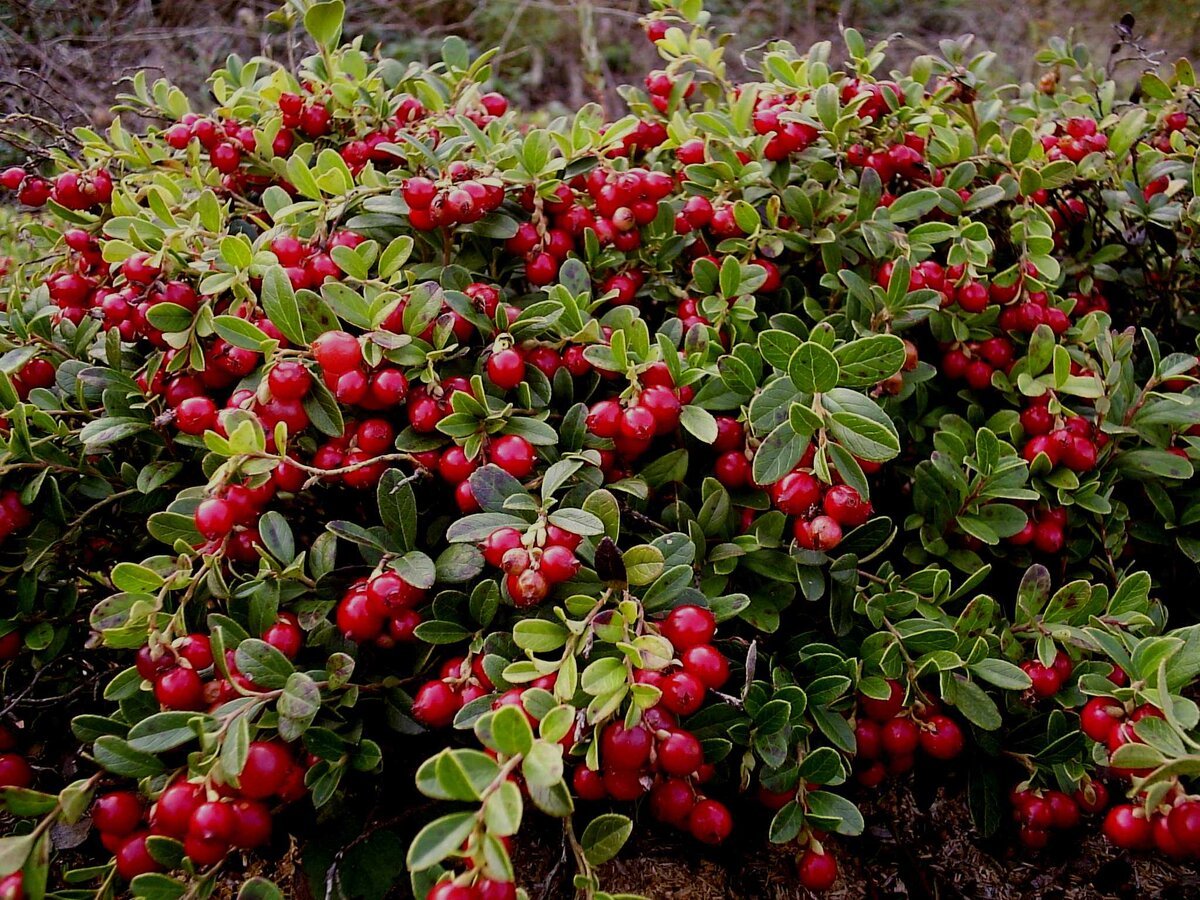 Брусника Vaccinium Vitis-idaea Runo Bielawskie