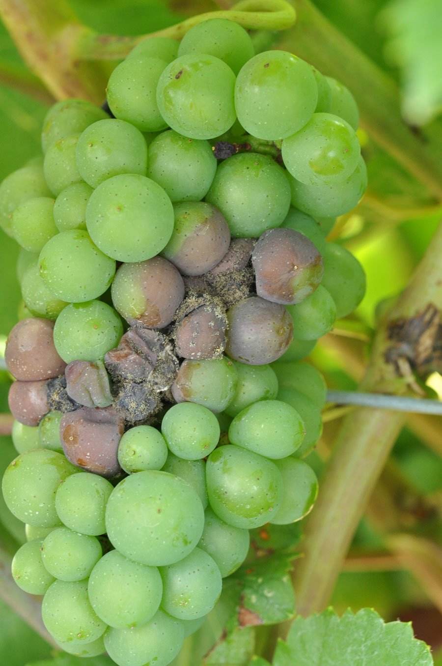 Botrytis cinerea на винограде