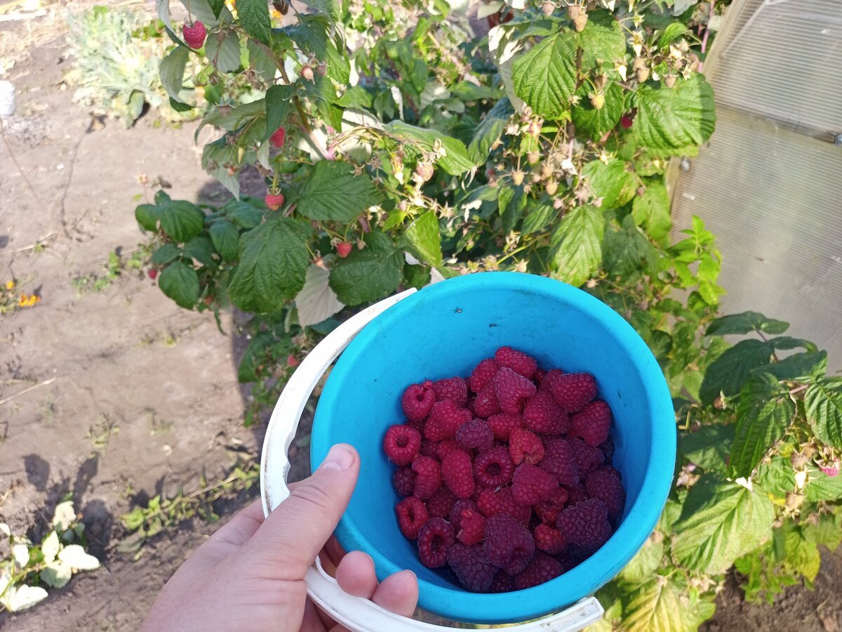 Дача ягоды в Коммунарке