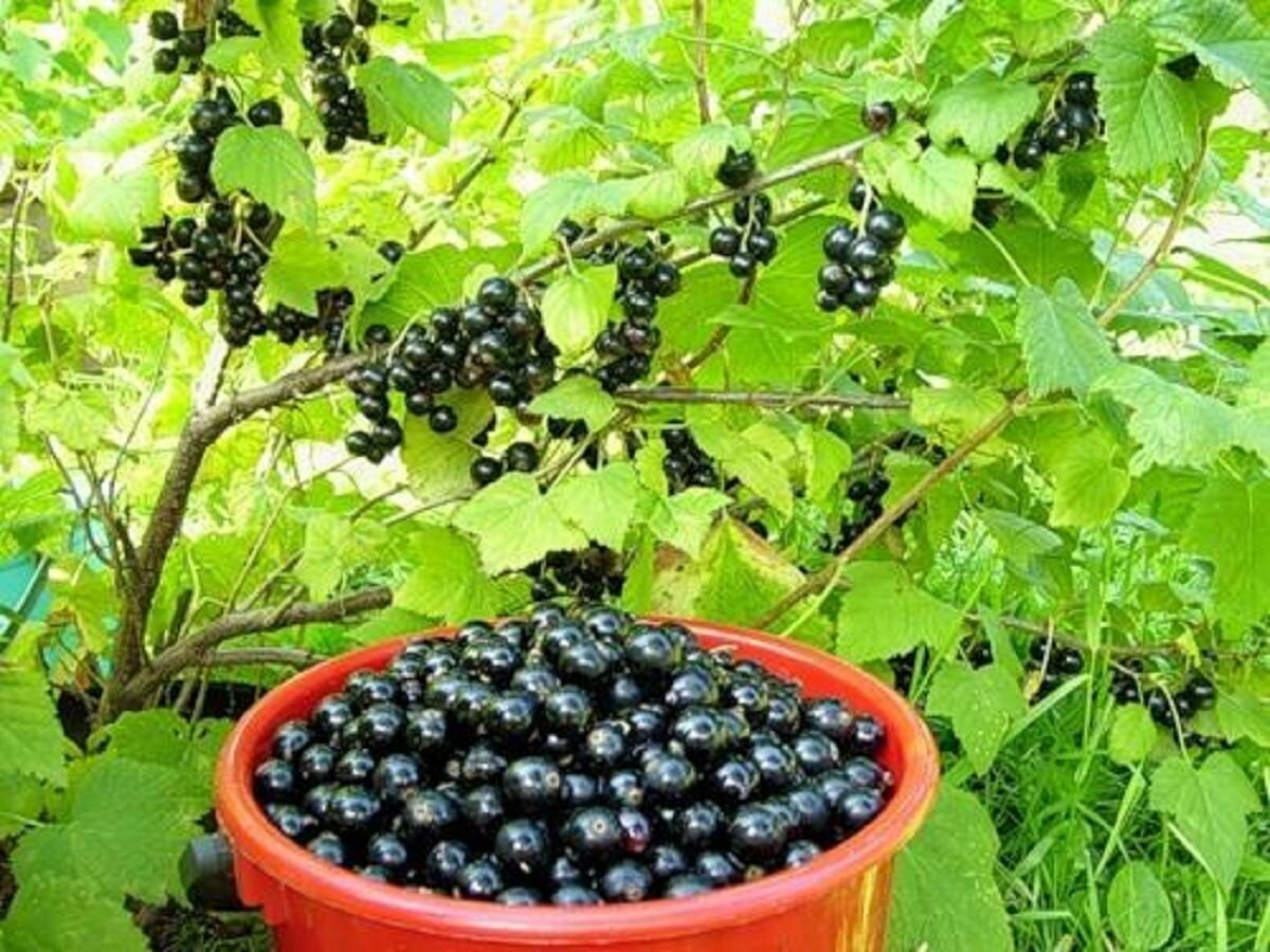 Плодовые кустарники (смородина, крыжовник, жимолость)