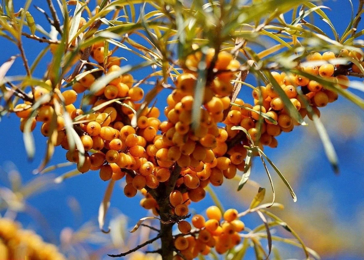 Облепиха (Hippophae) дерево