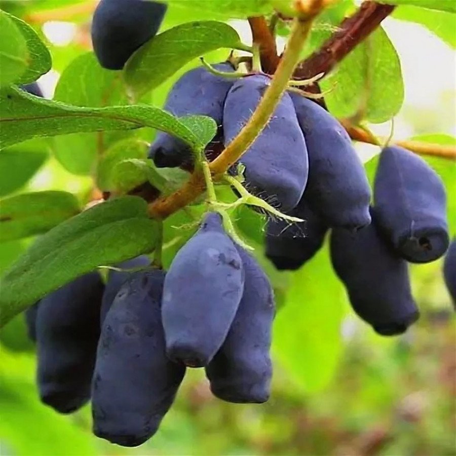 Жимолость съедобная куст