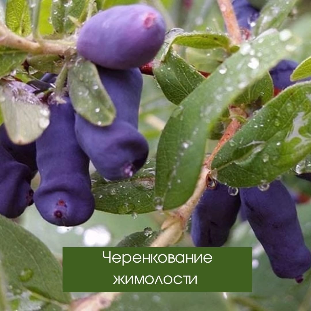 Жимолость Уральская