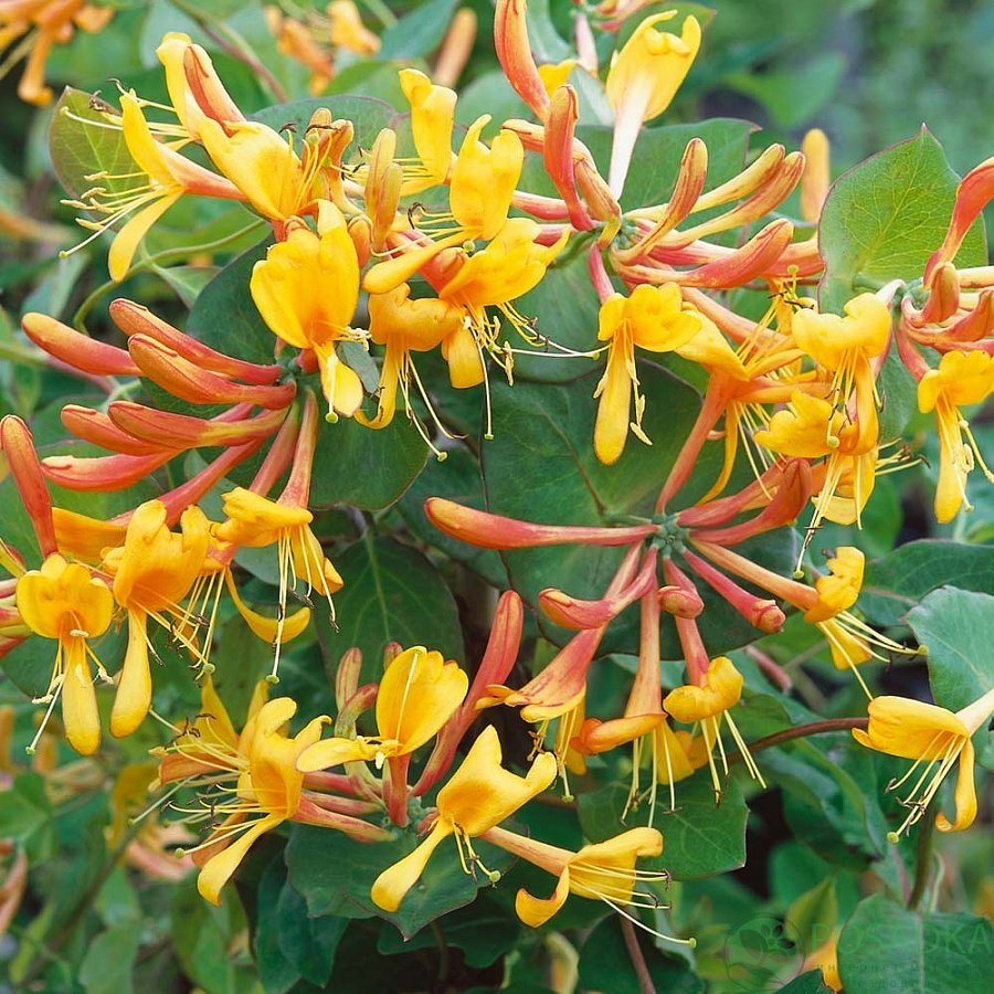Жимолость Тельмана Lonicera tellmanniana