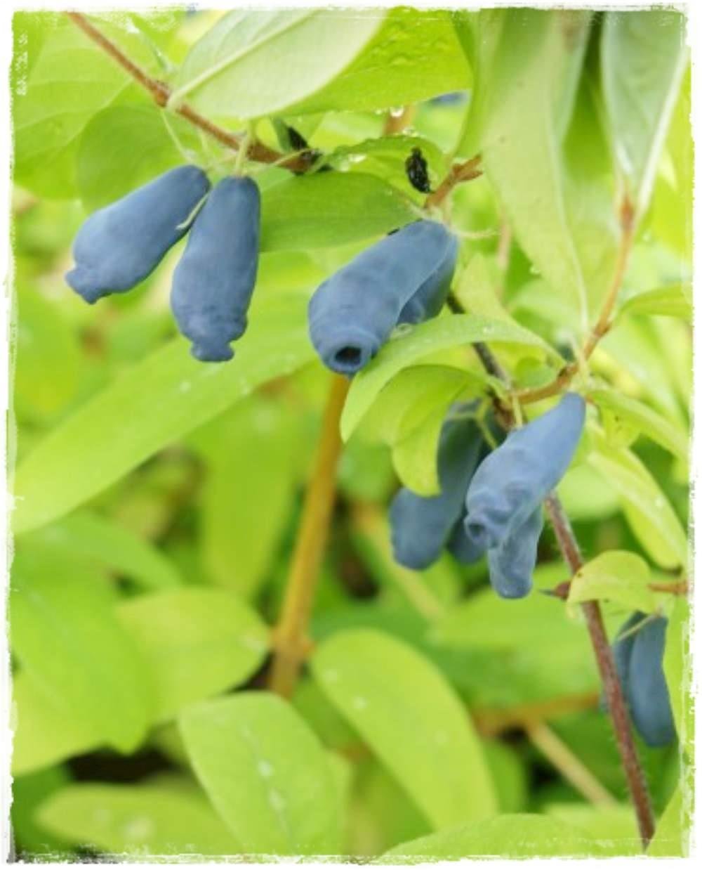 Жимолость съедобная (Lonicera edulis)