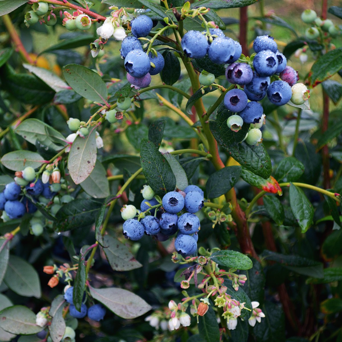 Голубика высокорослая Bluecrop