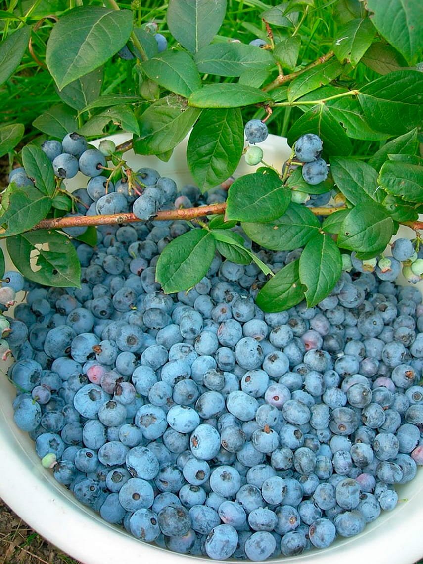 Голубика Блюкроп куст
