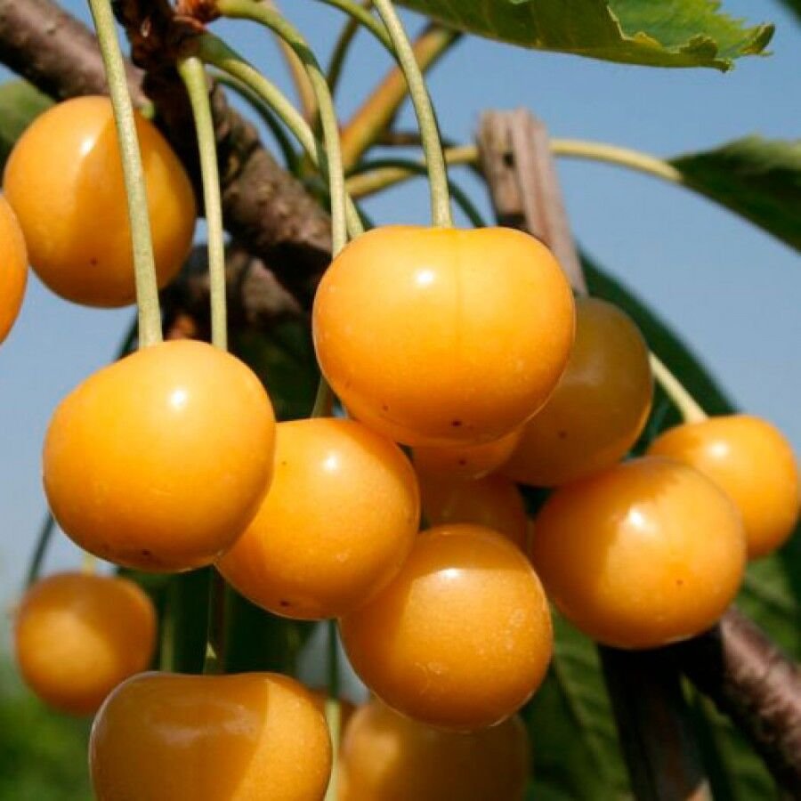 Черешня Дрогана