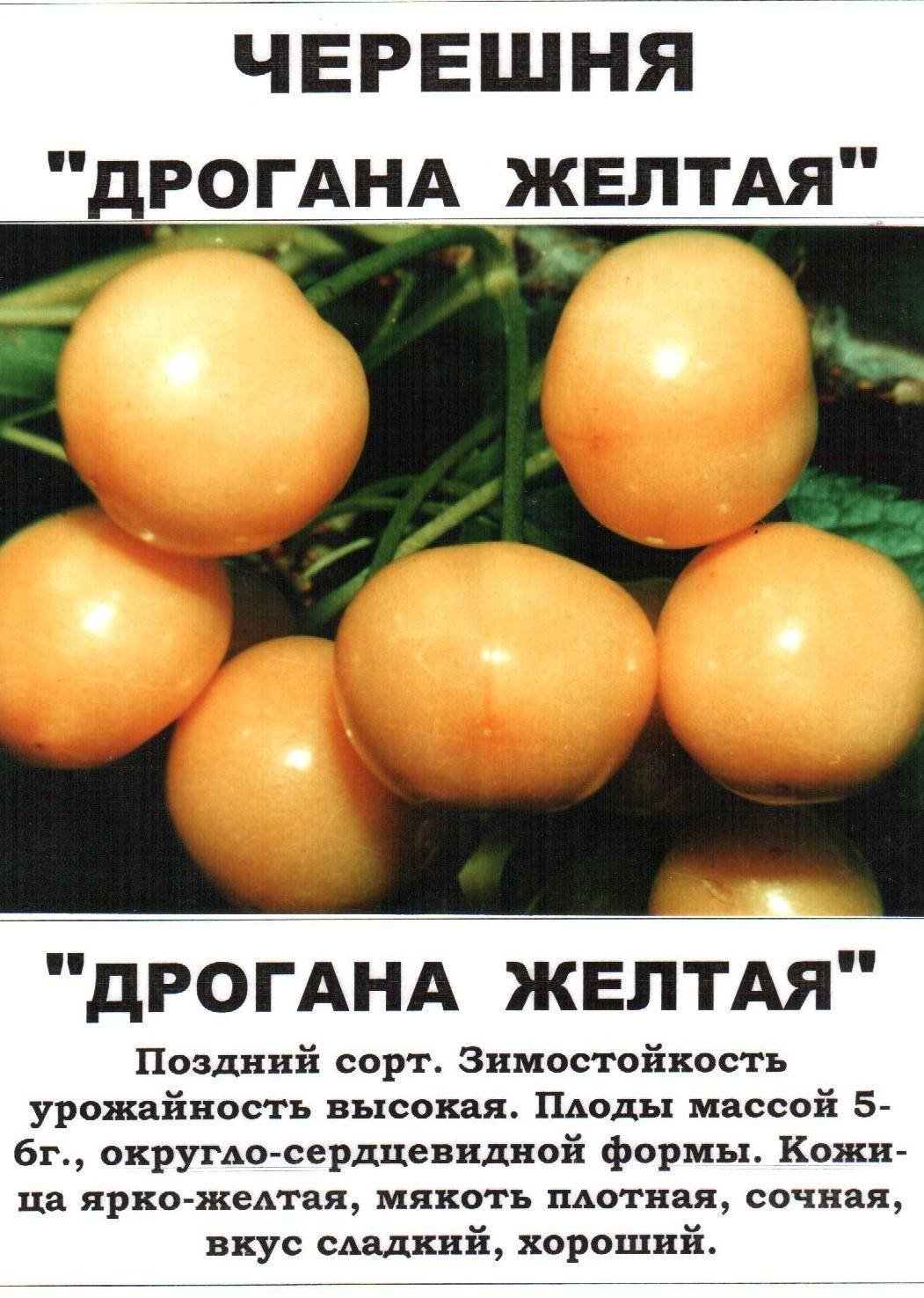 Черешня Дрогана желтая
