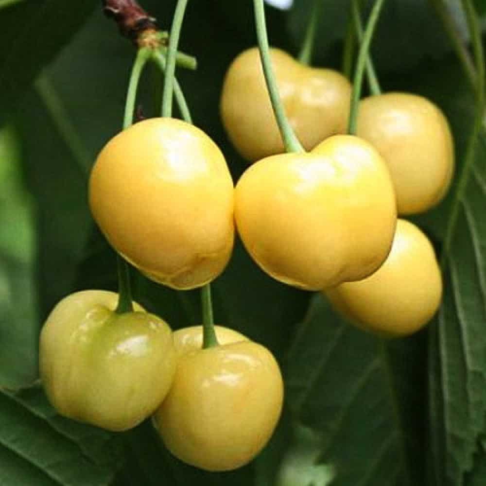 Черешня Дрогана желтая