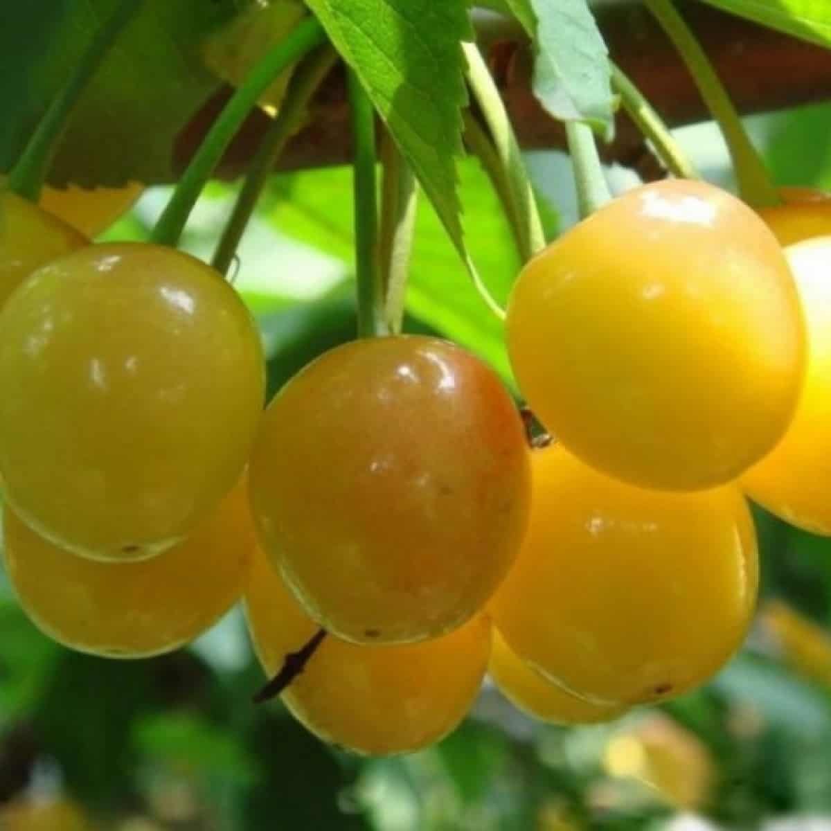 Черешня Дрогана желтая
