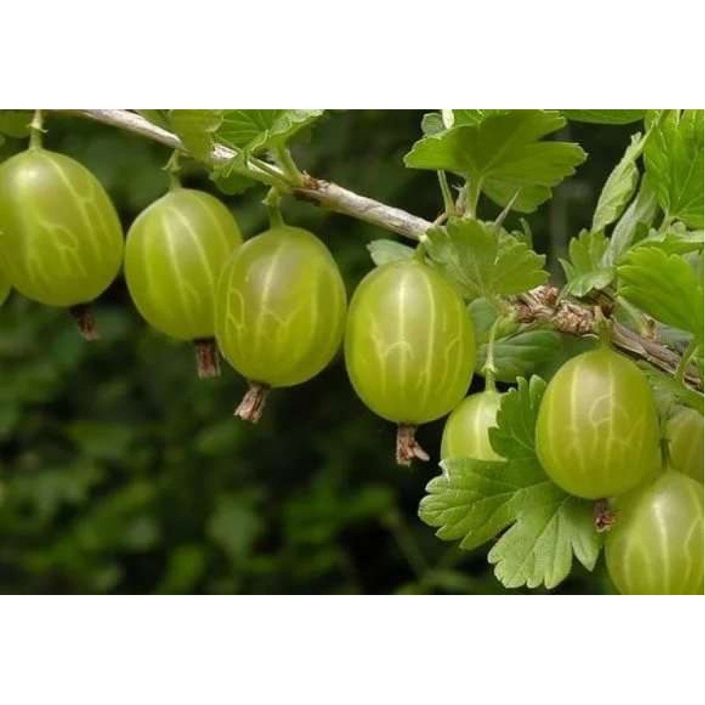 Крыжовник Куршу дзинтарс
