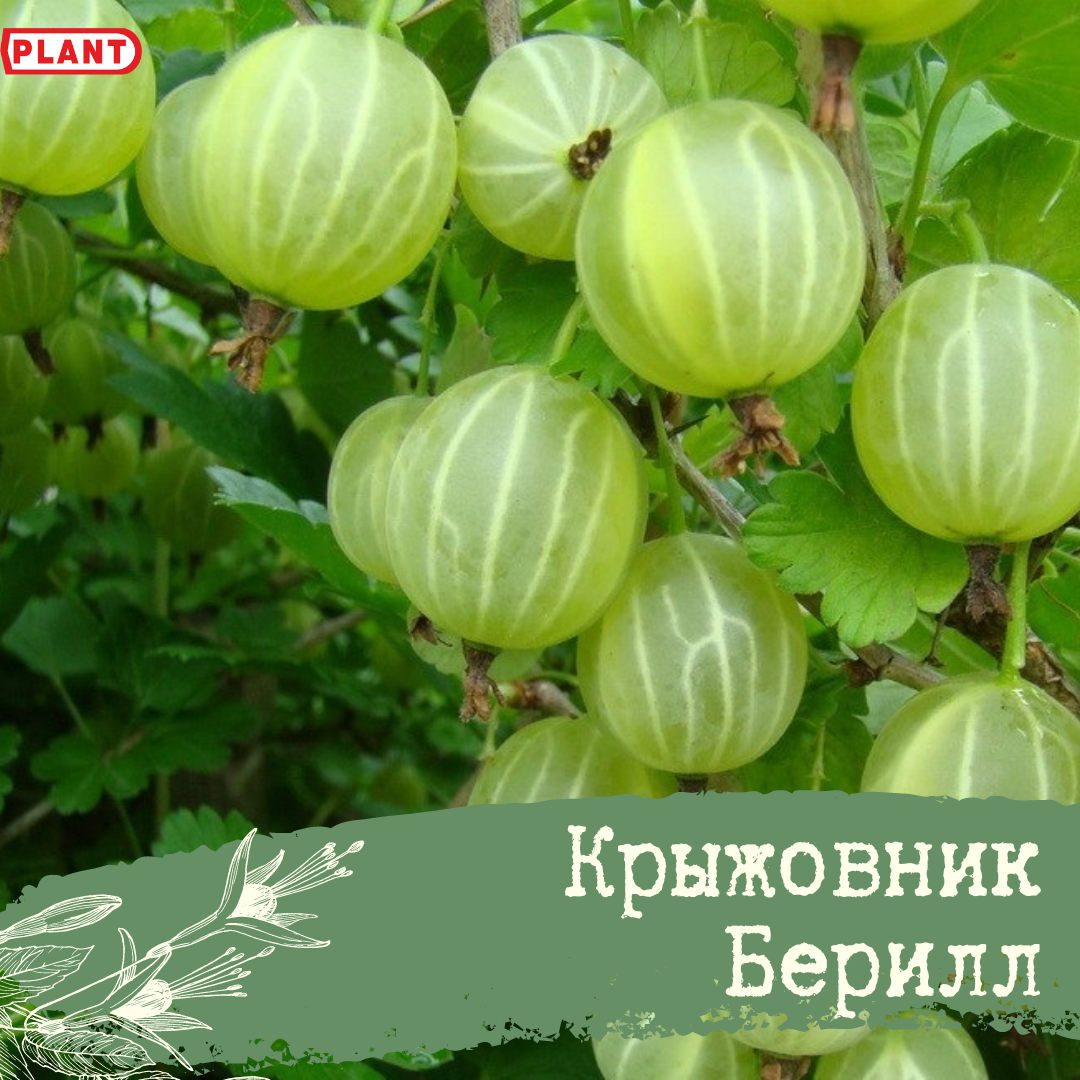 Крыжовник с зелеными ягодами