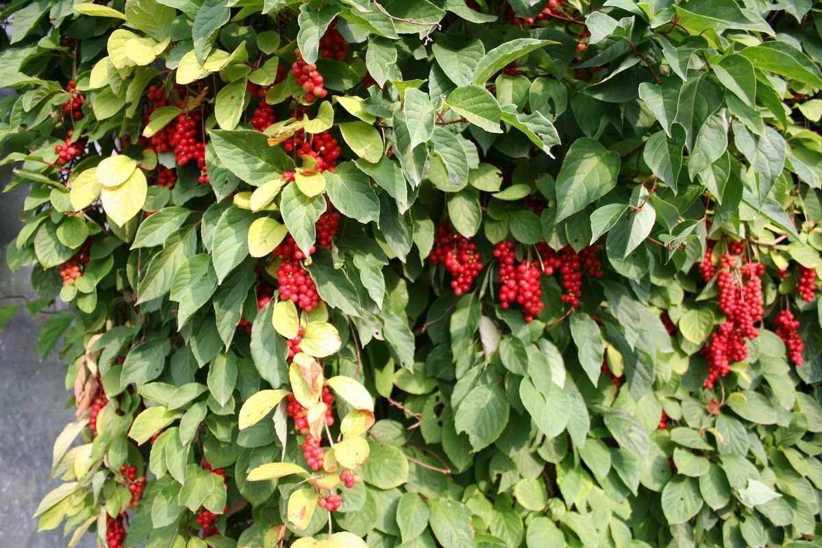 Лимонник китайский (Schisandra chinensis)