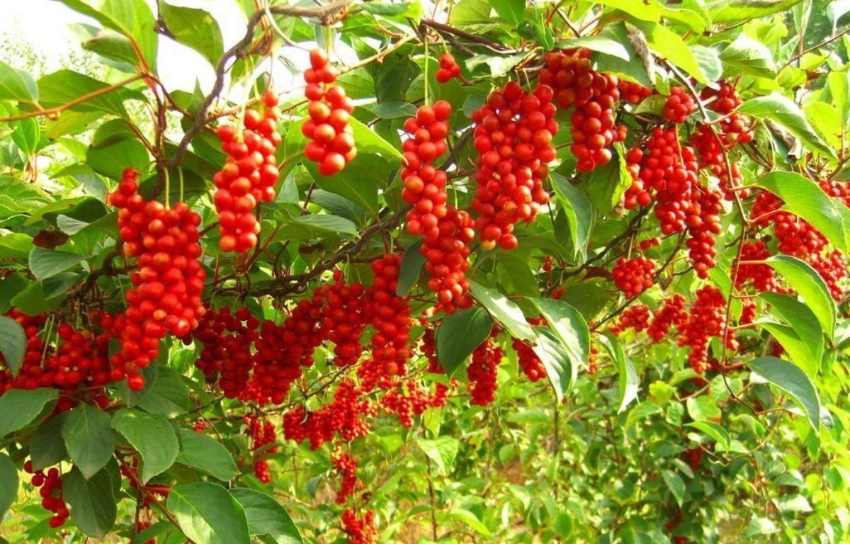 Лимонник китайский Лиана
