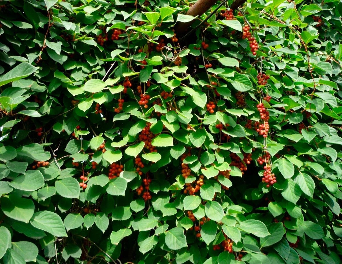 Лимонник китайский (Schisandra chinensis)