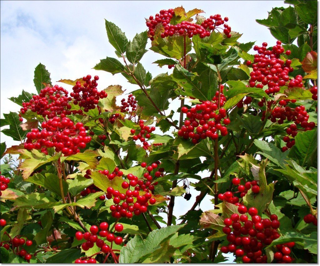 Калина (Viburnum)