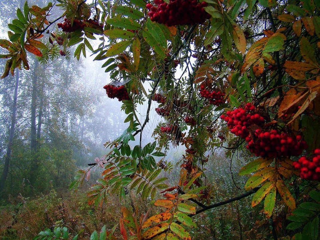 Лесная рябина красная