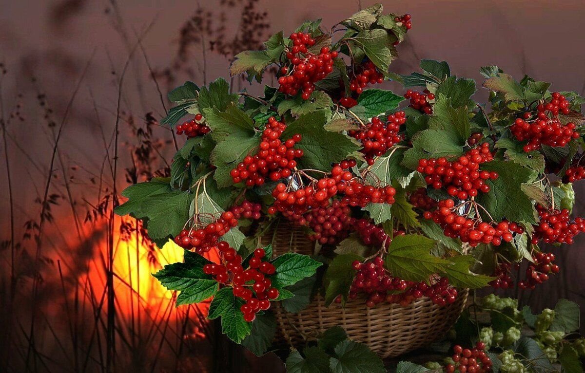 Калина Лесная