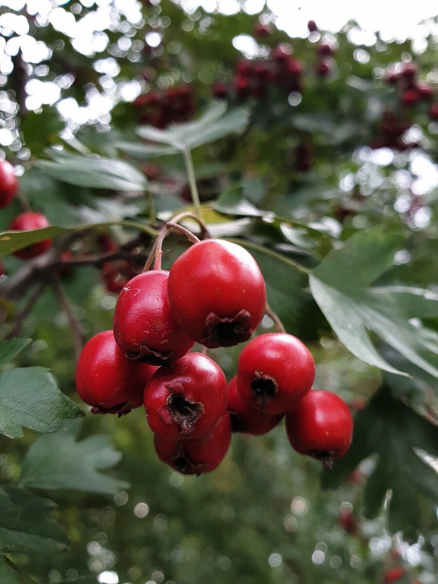 Боярышник (Crataegus)