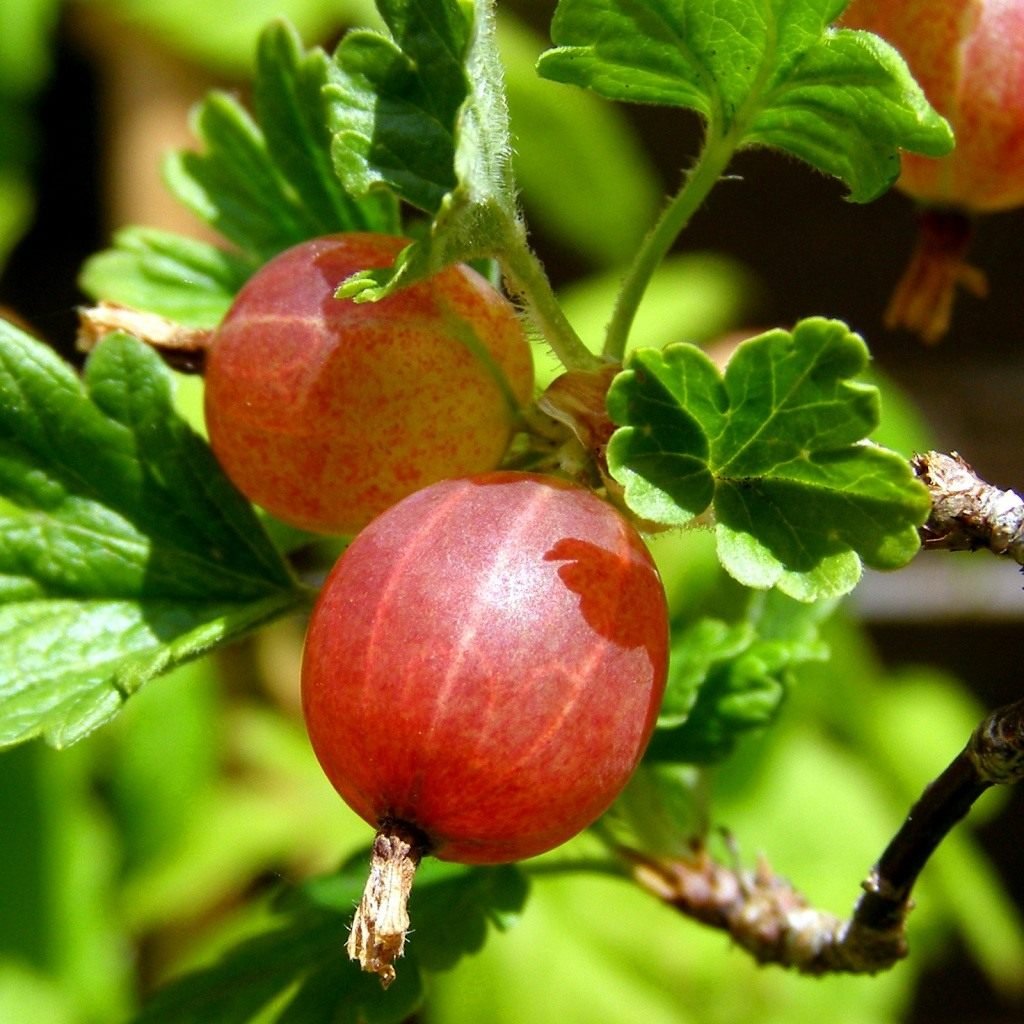 Крыжовник Европейский grossularia reclinata
