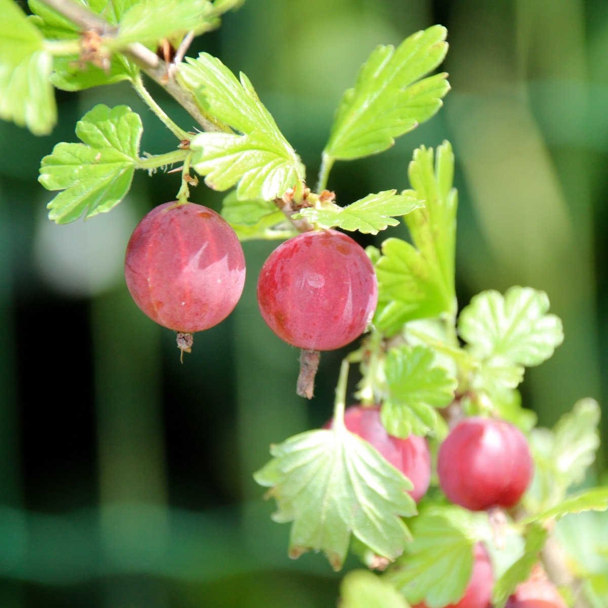 Ribes UVA-crispa 'Invicta' 12 шт