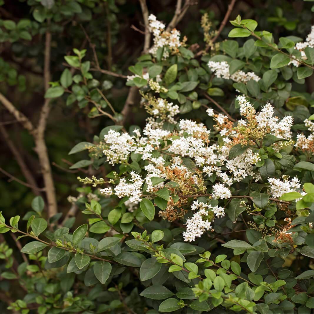 Ligustrum japonicum Tree Flower