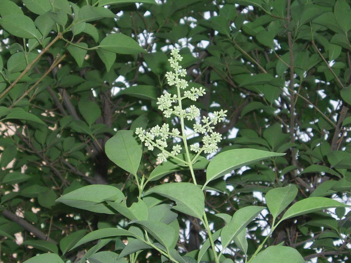 Ligustrum lucidum Tree