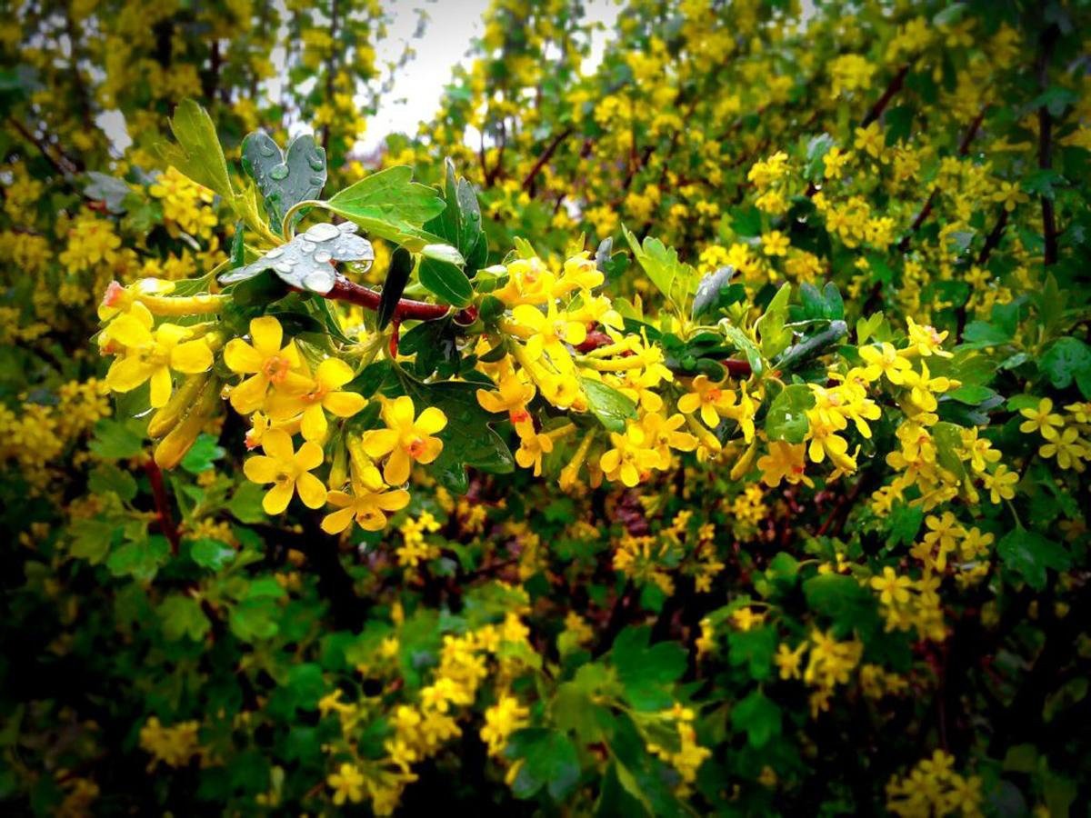 Смородина золотистая (ribes Aureum)