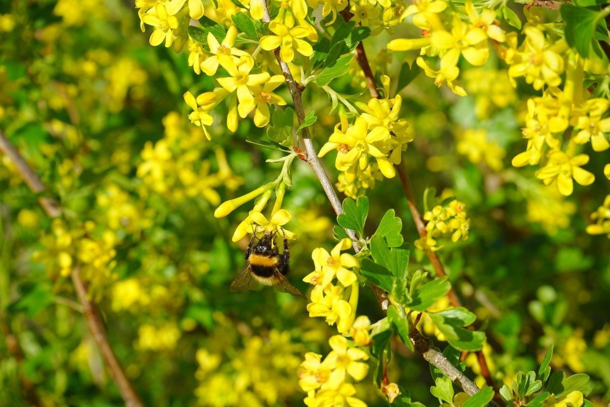 Сморо́дина золоти́стая ( ribes Aureum )
