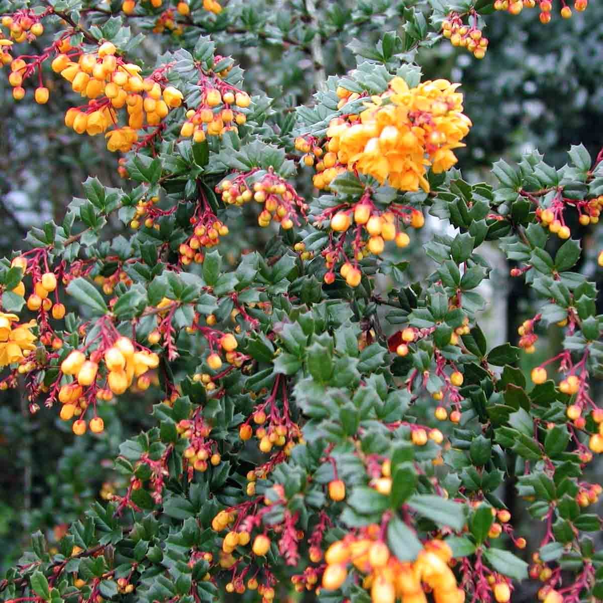 Berberis darwinii