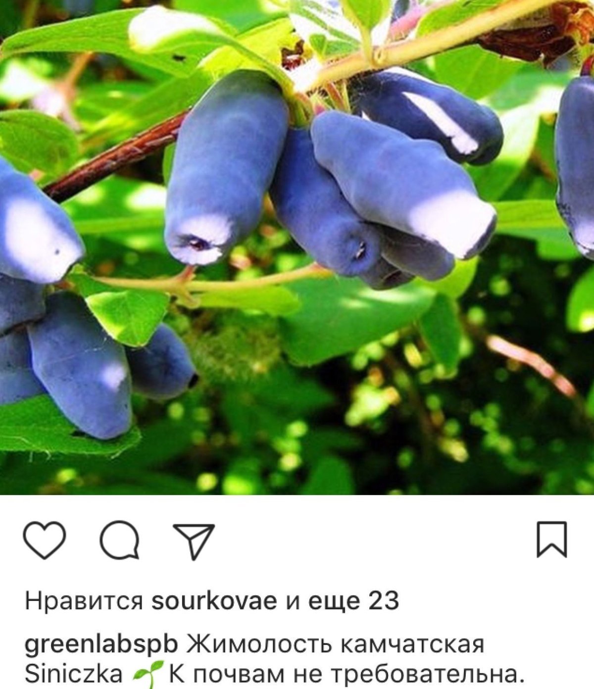 Жимолость Камчатская Siniczka