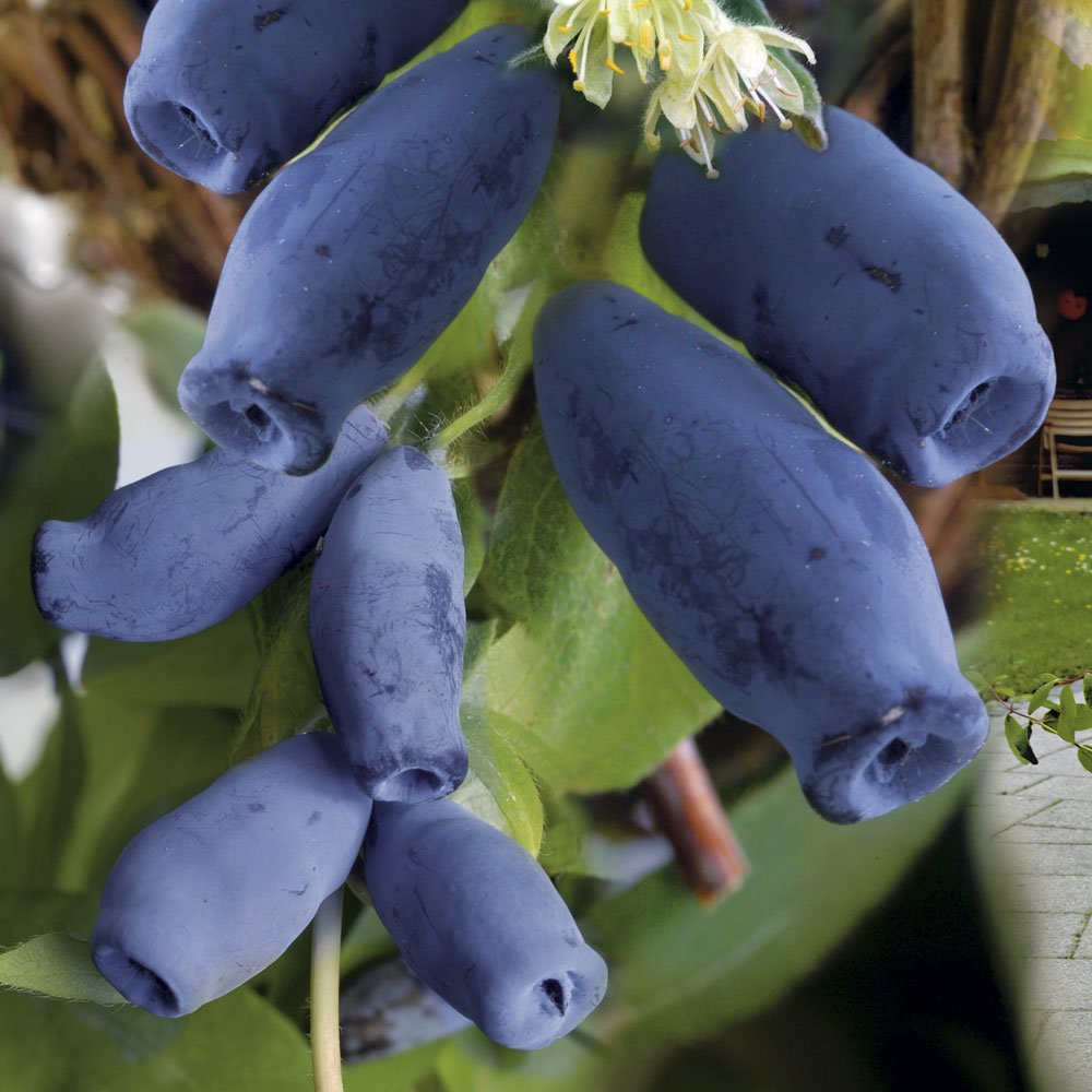 Жимолость съедобная (Lonicera edulis)