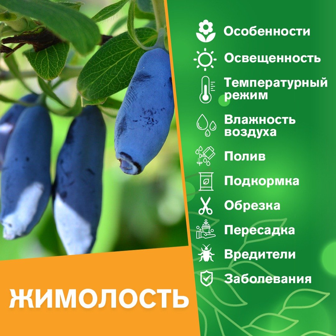 Первые ягоды в огороде жимолость