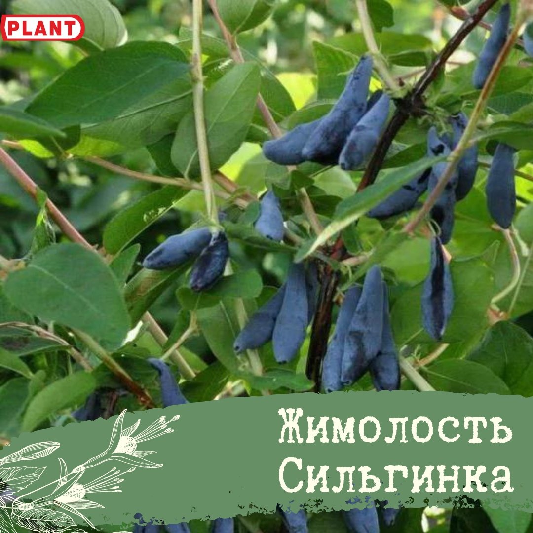 Синяя ягода жимолость