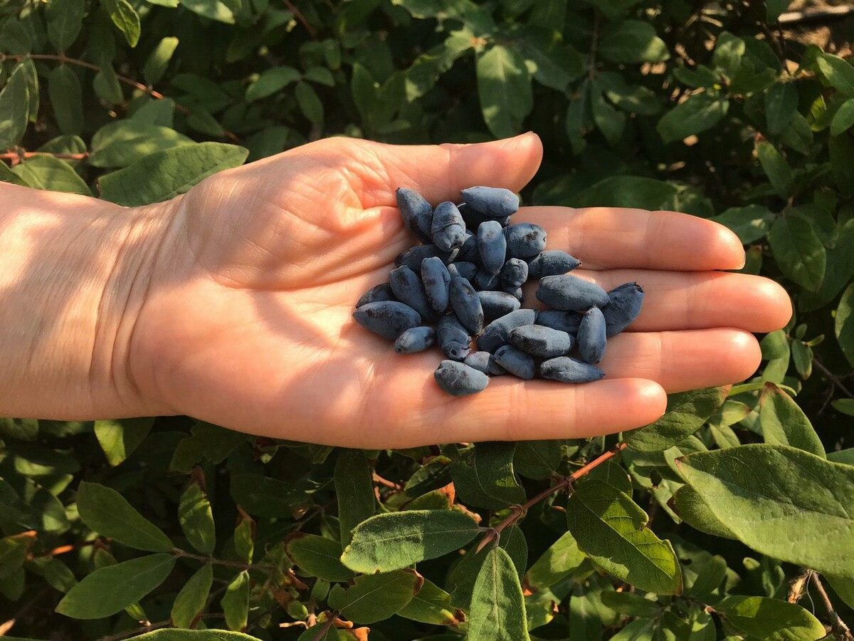 Жимолость съедобная (Lonicera edulis)