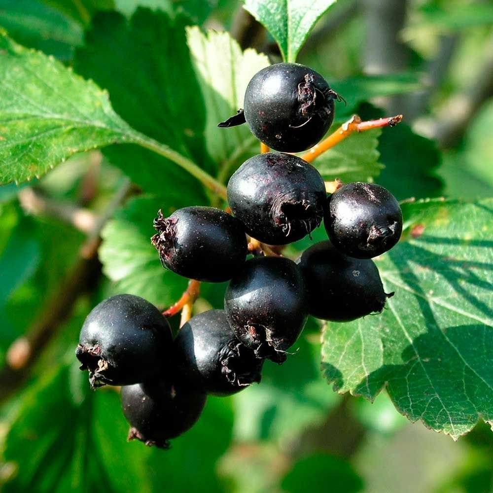 Боярышник черный - Crataegus nigra
