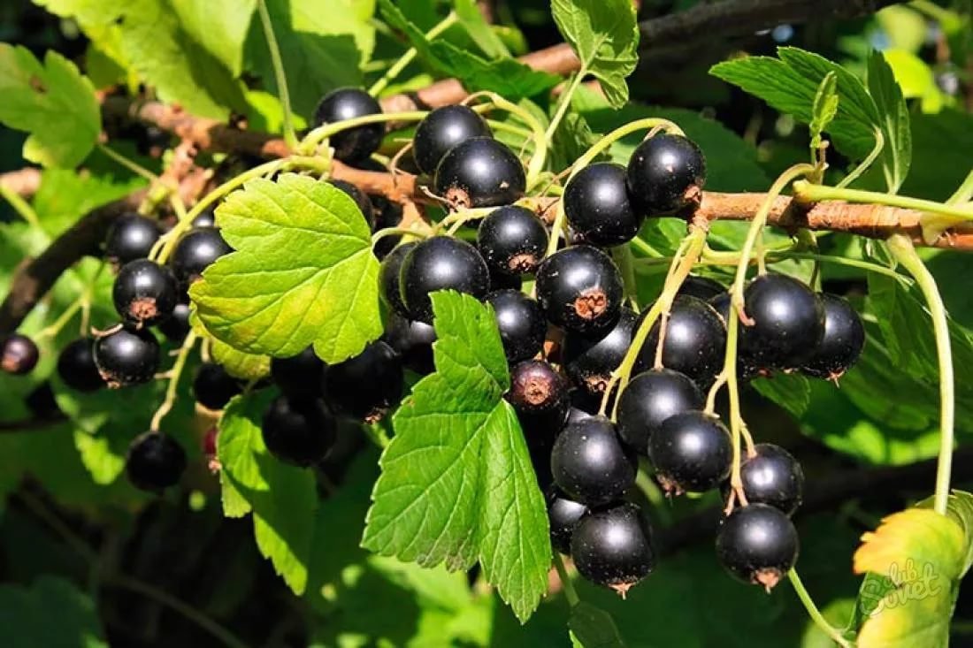 Смородина черная – ribes nigrum
