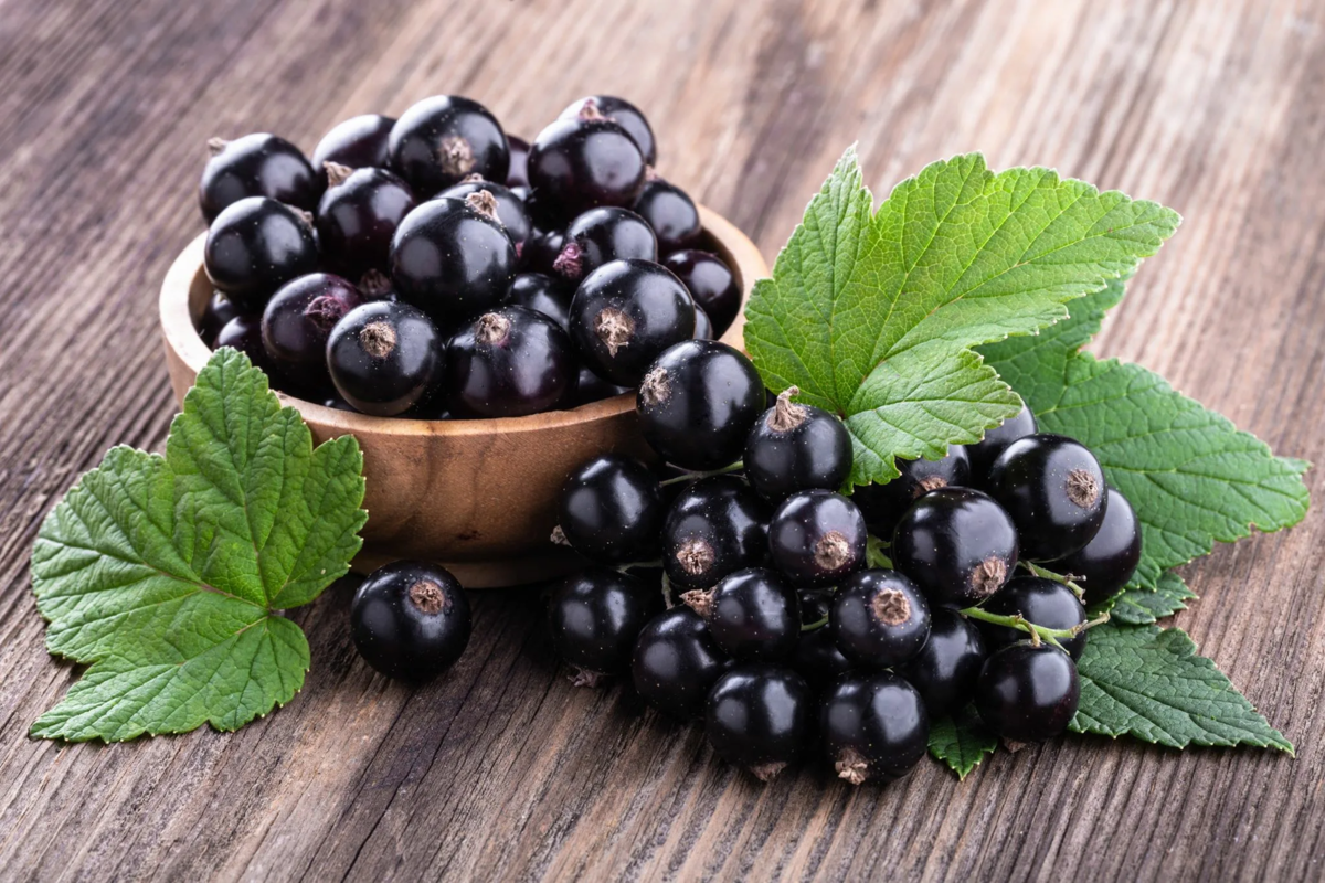 Смородина черная (ribes nigrum l.)