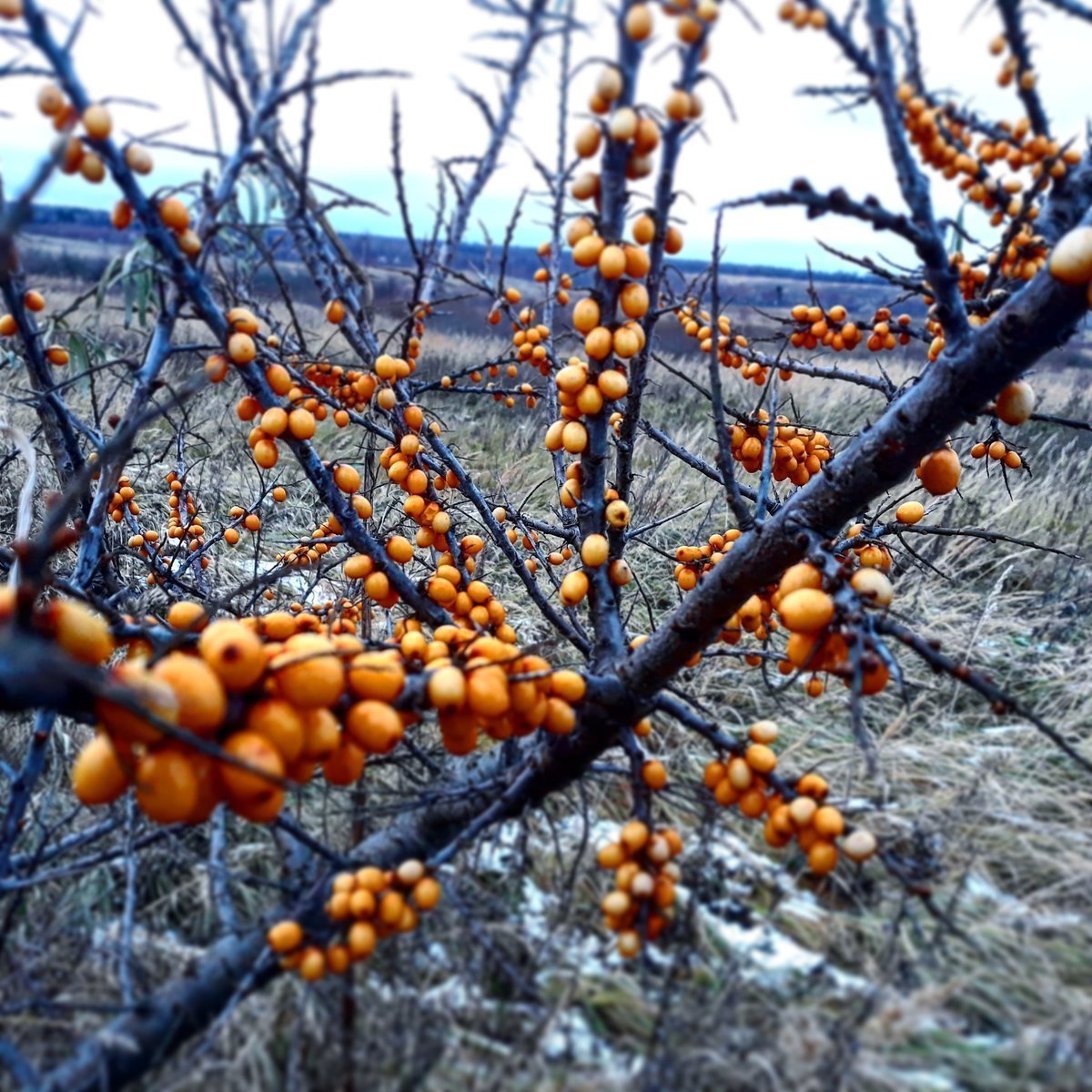 Даурская облепиха дерево