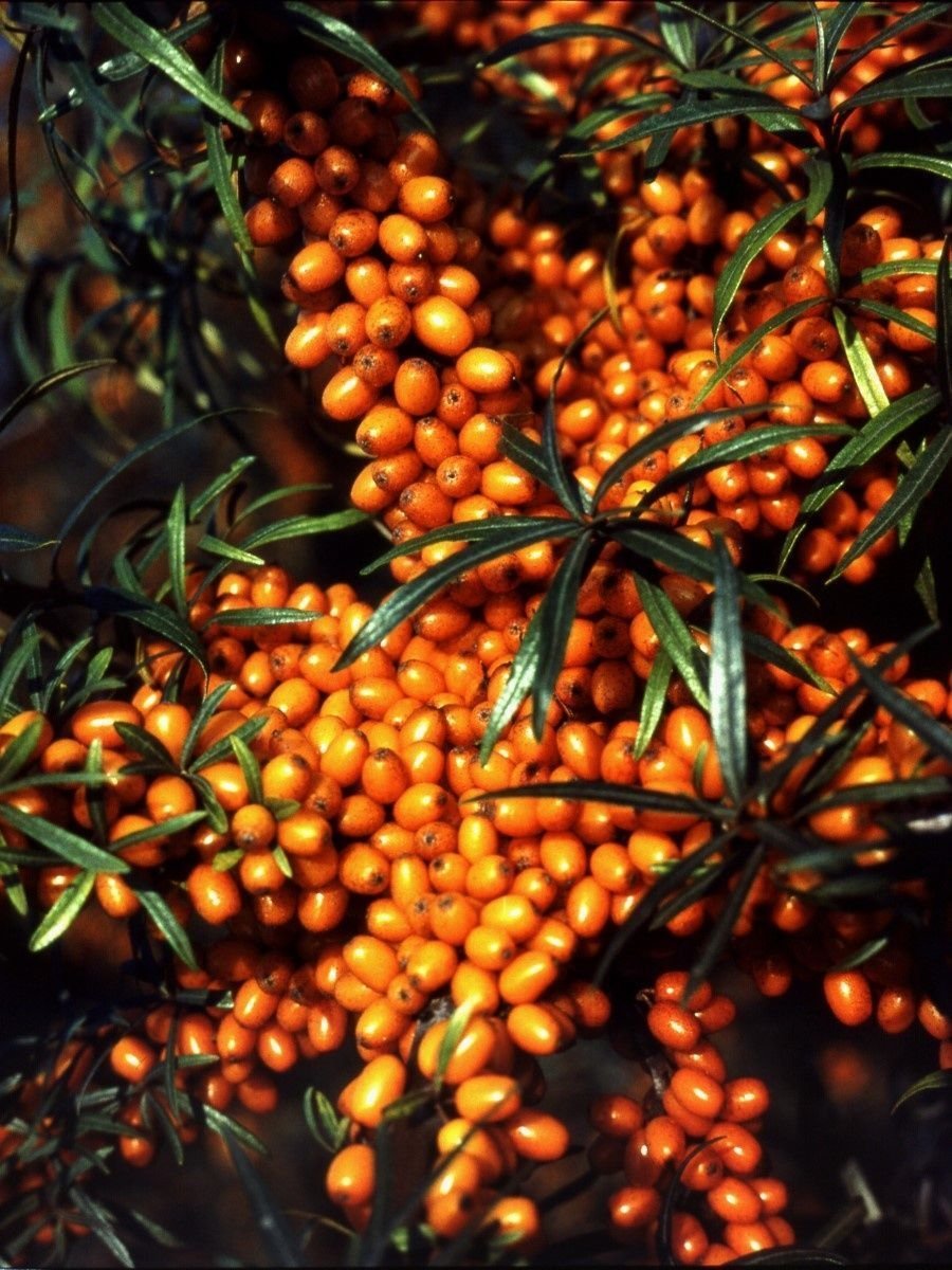 Облепиха Hippophae rhamnoides