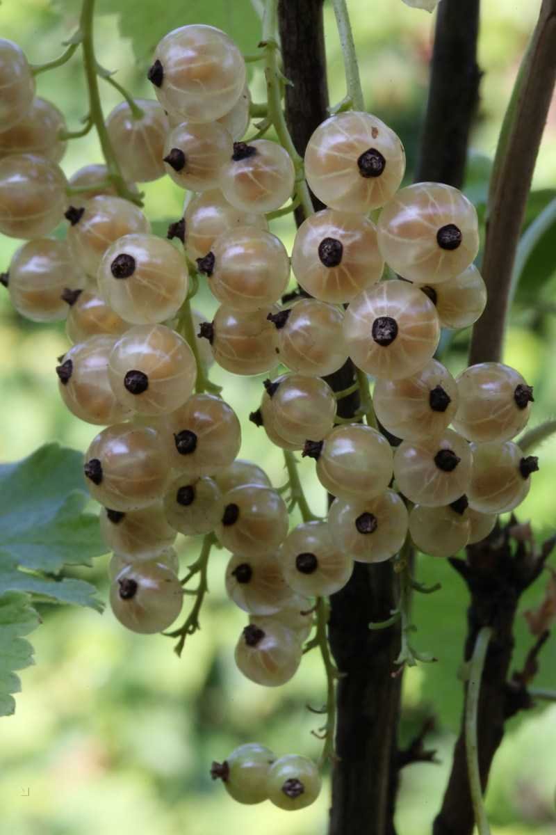 Смородина белая ribes