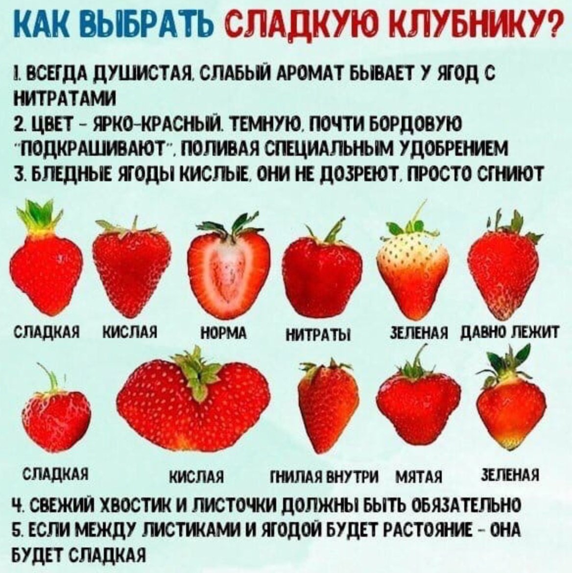 Клубника кислая сорта