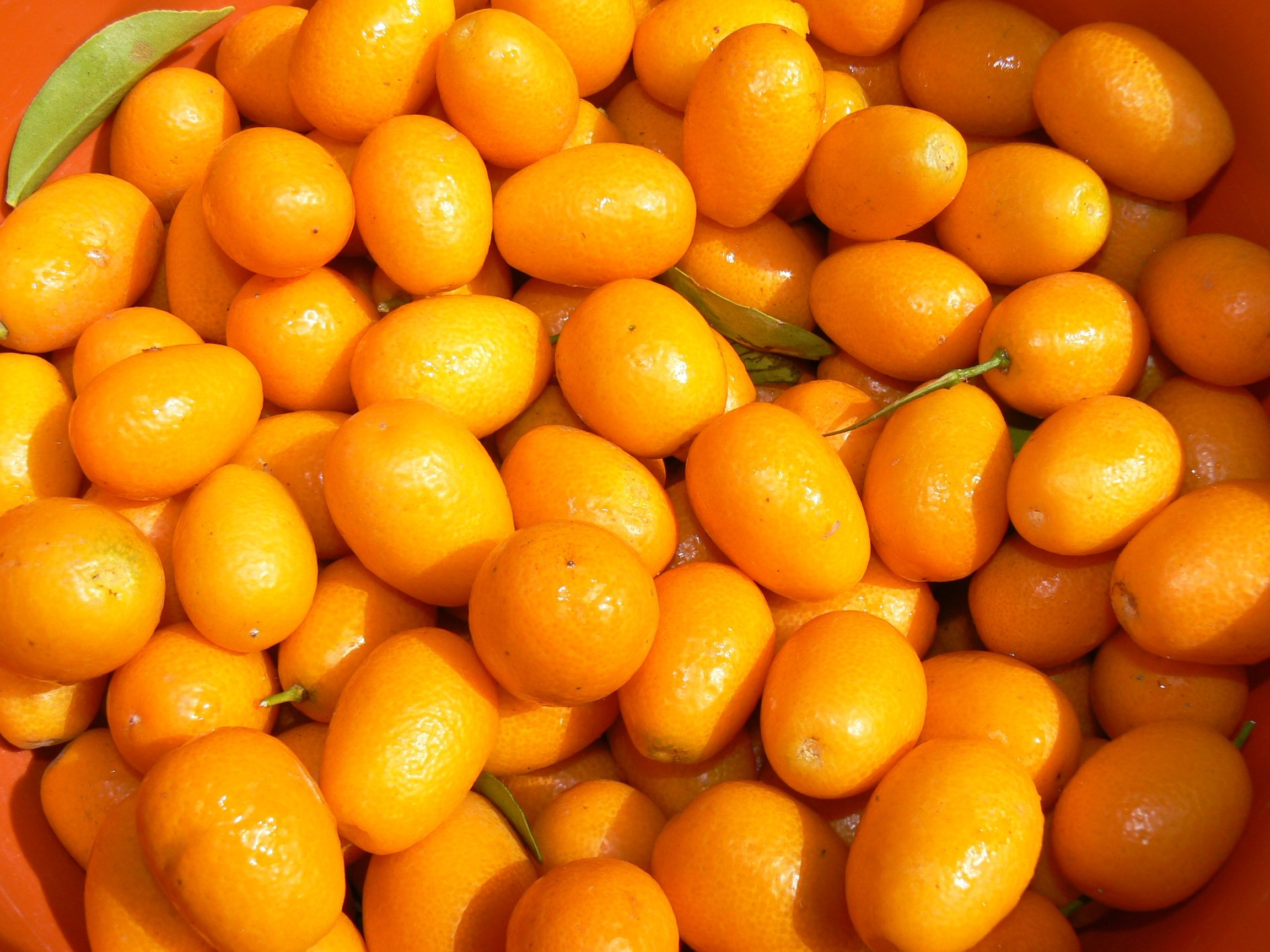 Оранжевый фрукт похожий. Кумкват мандарин. Дикий мандарин кумкват. Лимон апельсин кумкват. Кумкват оранжевый (апельсин).