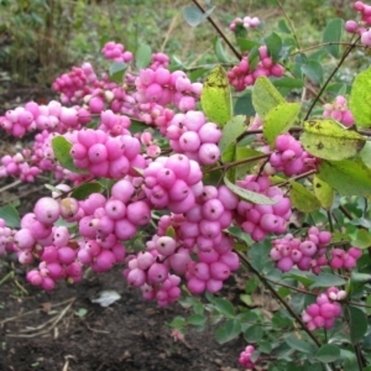 Снежноягодник Magic Candy