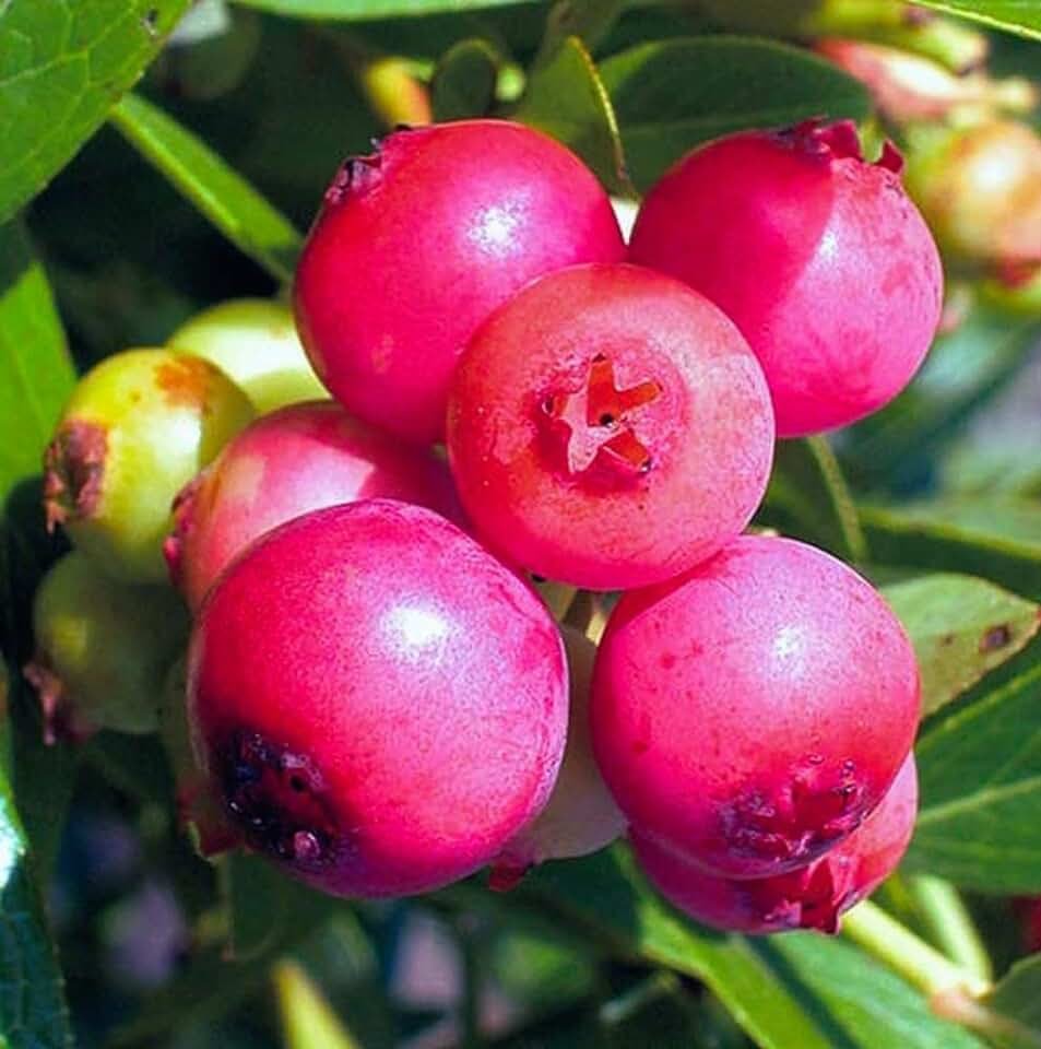 Голубика Pink Lemonade