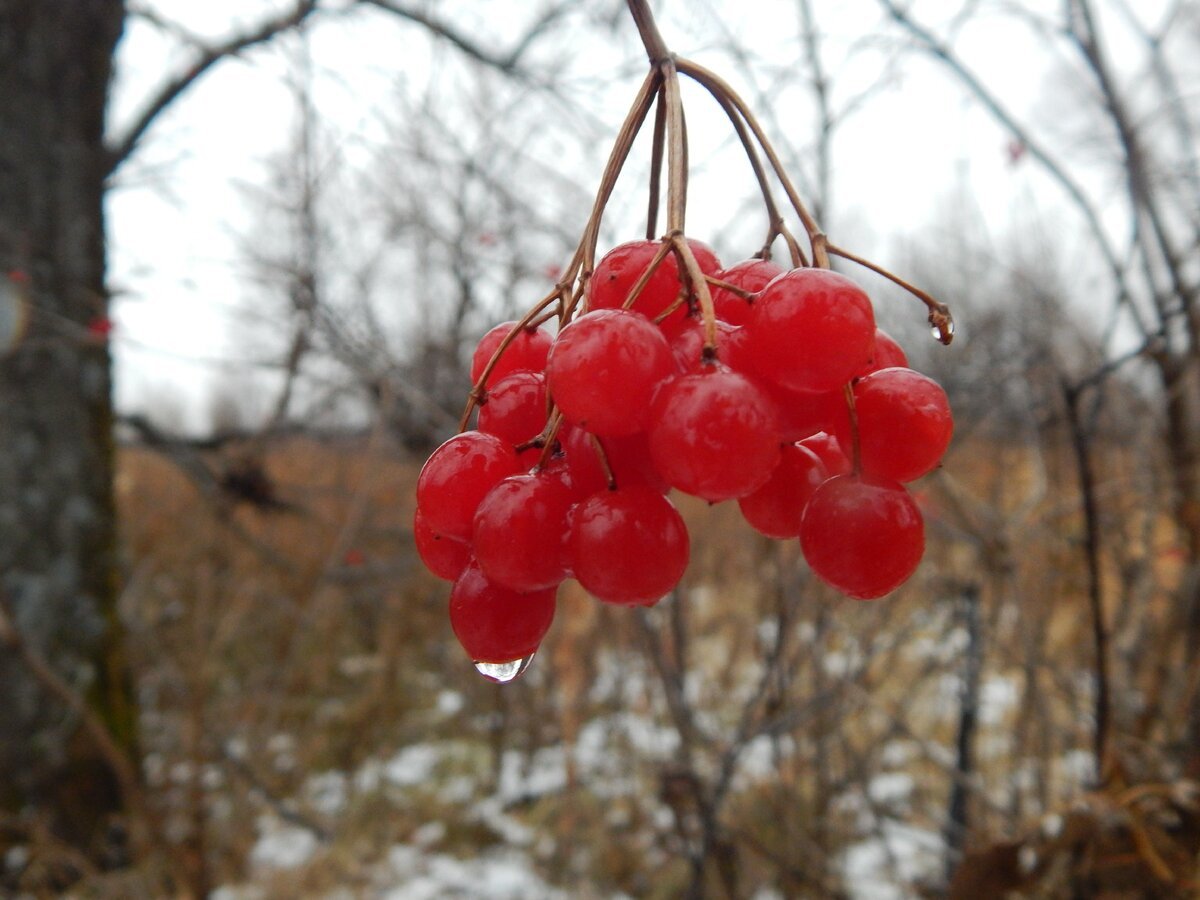 Ягоды калины кисточками