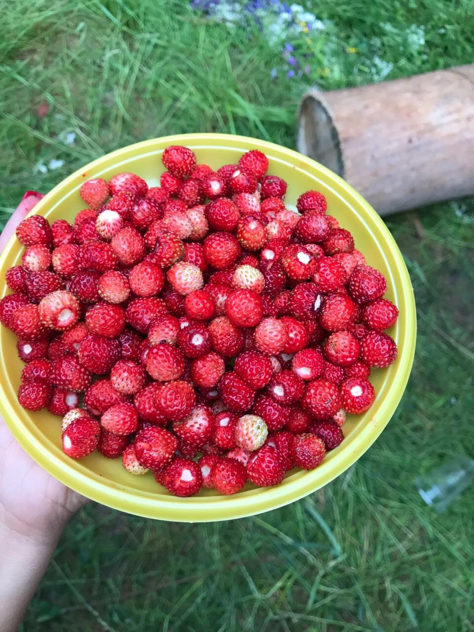Лесная земляника и Лесная клубника