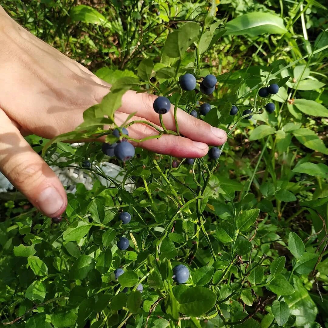 Черника куст